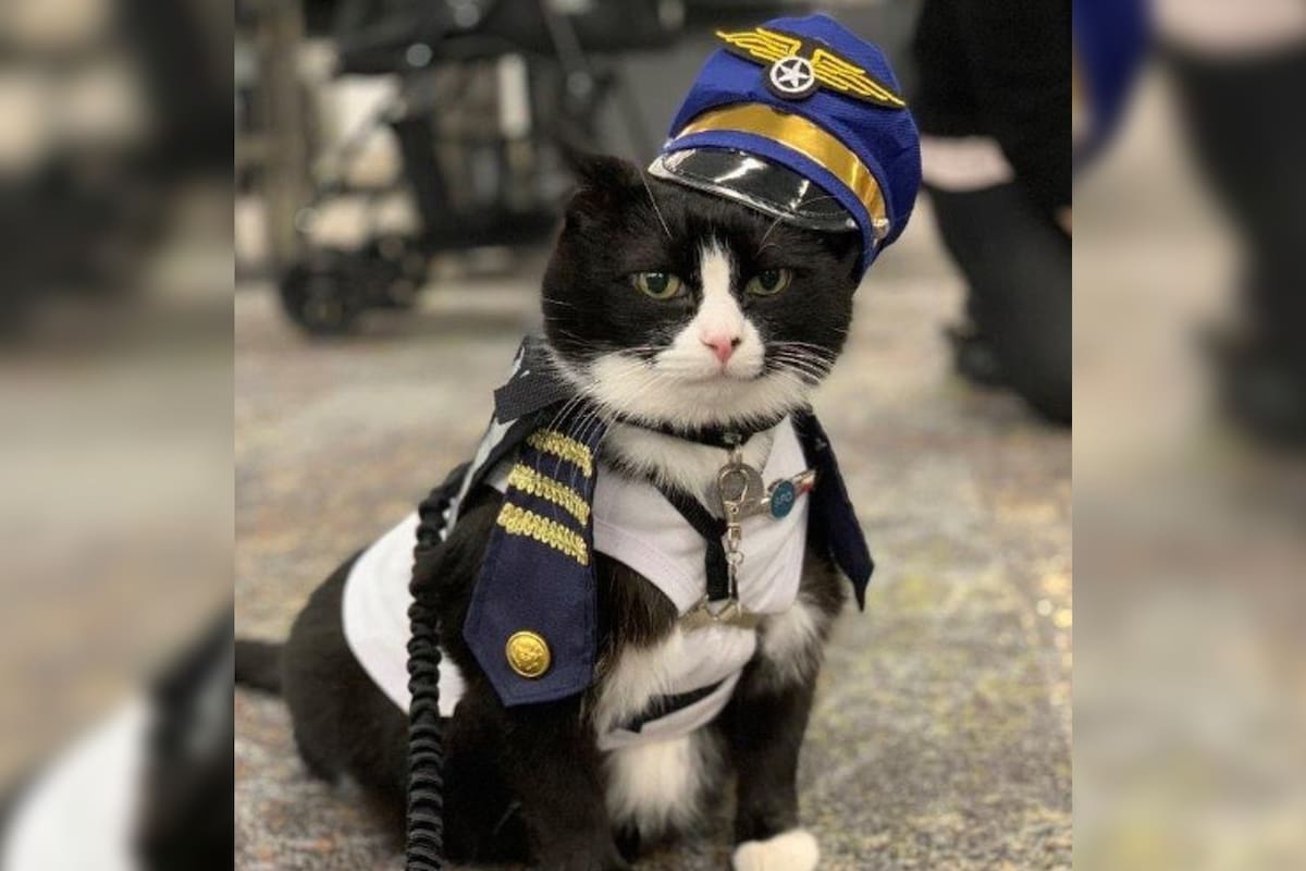 Duke Ellington Morris, el gato rescatado que apoya a los pasajeros del Aeropuerto Internacional de San Francisco, en EE.UU., como animal de terapia
