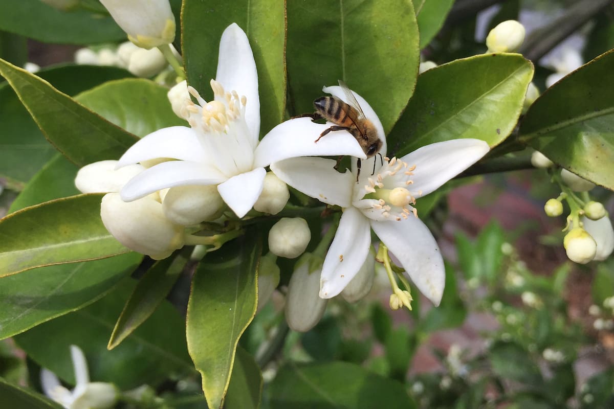 Dulce, fresco y cítrico. El aceite esencial de neroli, que se extrae de las pequeñas flores de azahar, es uno de los más usados en perfumería