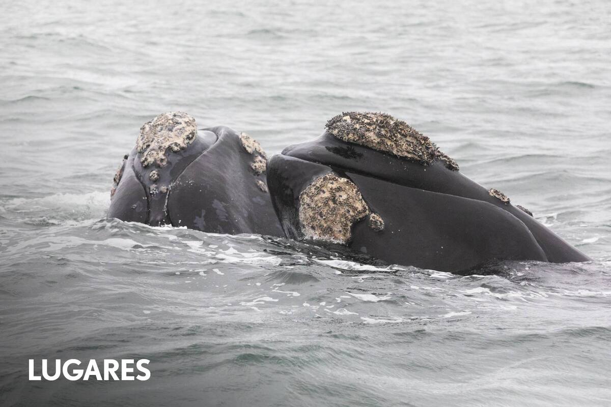La ballena franca austral está en continuo proceso de recuperación de su población.