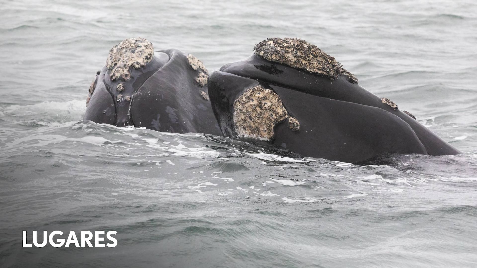 La ballena franca austral está en continuo proceso de recuperación de su población.