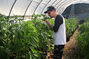 Duque en Mendocino, California, las tierras de su colega Mike Angelotti. El español recorre cultivos de todo el mundo en busca de las mejores genéticas.