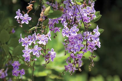 Duranta erecta, un arbusto atractivo tanto para picaflores como para mariposas
