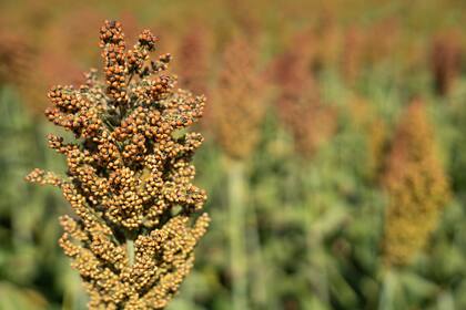 Durante 2026, el precio del sorgo se ubica muy cerca del precio del maíz: a mediados de octubre, las cotizaciones pizarra Rosario fueron de 295.000$/t y 294.000$/t, respectivamente