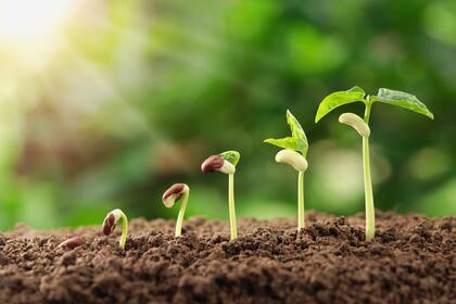 Durante 400 millones de años se arreglaron sin nosotros; no te compliques, es más fácil de lo que te contaron