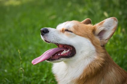 Durante años se difundió la idea de que los perros lamen como muestra de amor. No obstante, una especialista aclara que este gesto suele ser malinterpretado