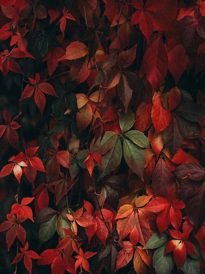 Durante años se utilizó esta planta para disminuir el estrés, combatir la ansiedad y evitar el insomnio (Foto de carácter ilustrativo: PEXELS)