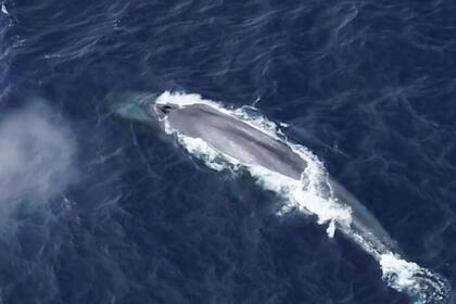 Durante casi dos décadas, el equipo de investigadores ha estado utilizando "sonoboyas" flotantes como "estaciones de escucha" para detectar, rastrear y registrar la ballena azul antártica y otros sonidos de ballenas