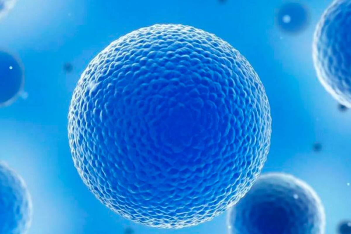 Durante décadas, los científicos pensaron que las cerca de 37,2 billones de células que conforman nuestro cuerpo seguirían dividiéndose y reponiéndose por siempre si se les daba la oportunidad
