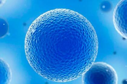 Durante décadas, los científicos pensaron que las cerca de 37,2 billones de células que conforman nuestro cuerpo seguirían dividiéndose y reponiéndose por siempre si se les daba la oportunidad