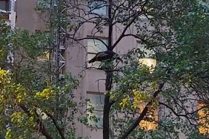 Durante el 7 de mayo, fue avistada en el centro de Manhattan antes de volar hacia la copa de un árbol para pasar la noche