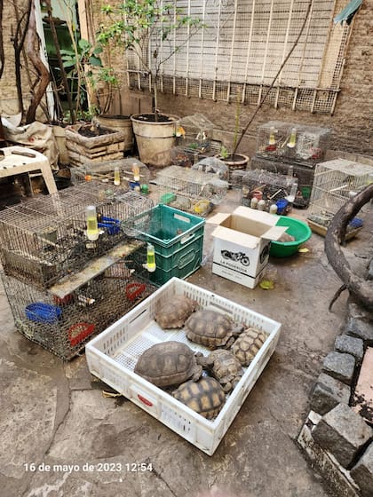 Durante el allanamiento en 2023, además de los 14 canarios rescataron tortugas, consideradas fauna silvestre