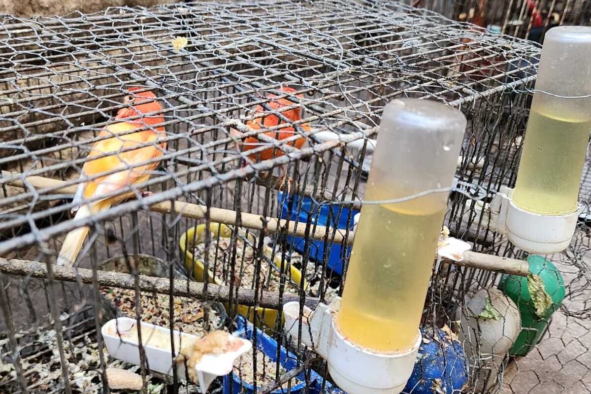 Durante el allanamiento en 2023, encontraron a las aves hacinadas en jaulas oxidadas