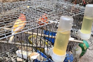 Durante el allanamiento en 2023, encontraron a las aves hacinadas en jaulas oxidadas