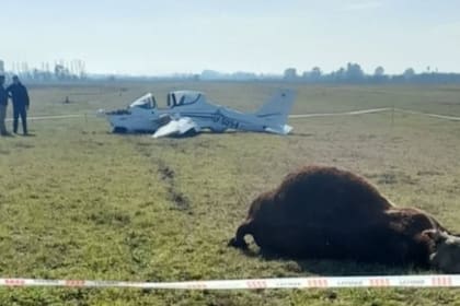 Durante el choque, el avión giró, pero no volcó. El animal quedó a 15 metros