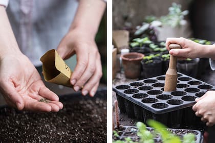 Durante el cuarto creciente es el momento ideal para sembrar plantas que producen hojas, tallos u otras partes aéreas