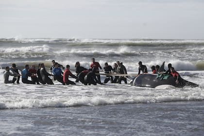 Durante el fin de semana, seis ejemplares aparecieron en Mar de Ajó, Villa Gesell y Mar del Plata; tomaron muestras de sangre y tejido para investigar el fenómeno