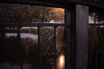 Durante el invierno, ciertas especies de arañas tienden a resguardarse en los hogares