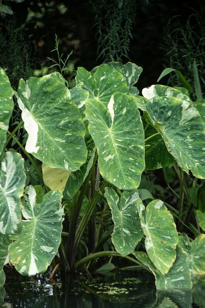 Durante el invierno, las colocasias necesitan menos riego cuando se cultivan a la intemperie