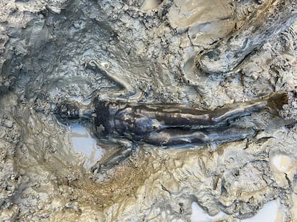 Durante el período de excavación (que todavía sigue en pie) se hallaron 24 estatuas de bronce