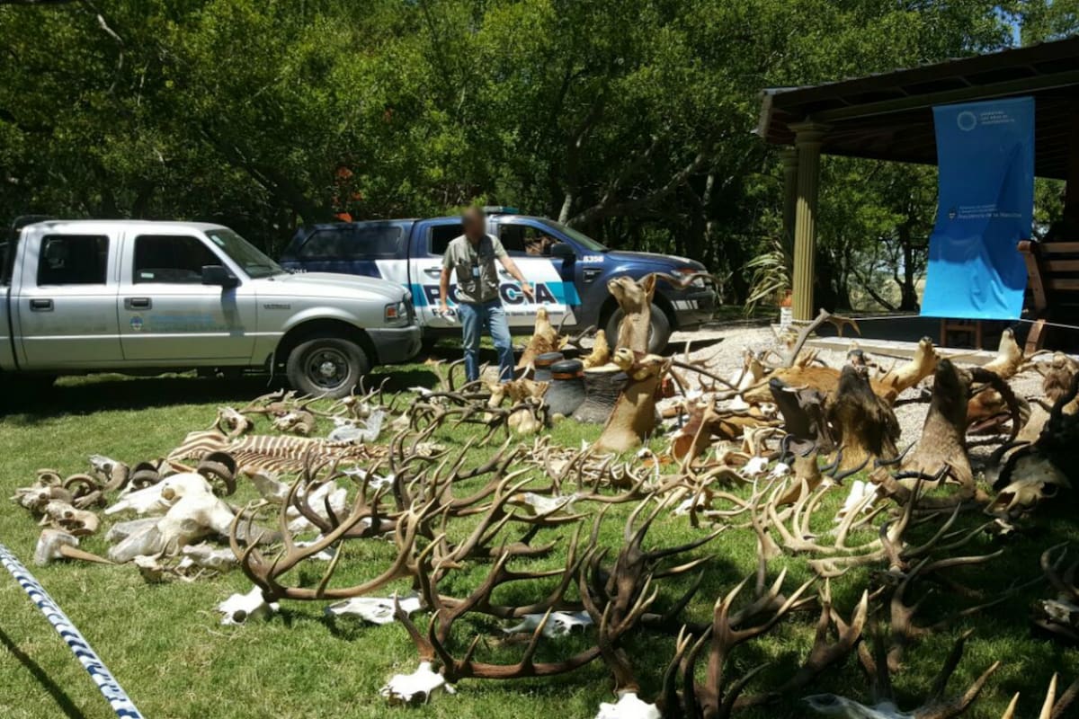 Durante el procedimiento fueron encontrados ejemplares taxidermizados de jabalí, facocceros, ciervo colorado, ciervo axis, antilope negros, cráneos de búfalo y patas de elefantes