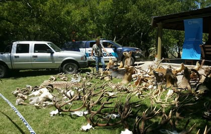 El allanamiento en el coto de caza El Pantanal, donde se encontraron taxidermias sin permisos