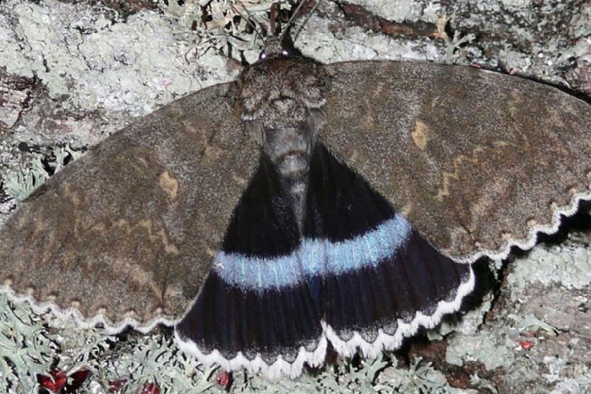 Durante el vuelo puede llegar a 11 centímetros. Fuente: Facebook / zapovidnyk2018