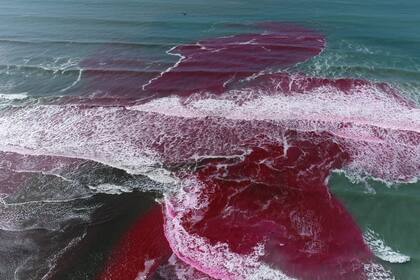 Durante enero y febrero una laguna de la costa cerca de Torrey Pines luce de color rosado debido a dos experimentos