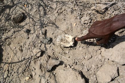 Durante ese periódo el A. anamensis dio origen al A. afarensis.