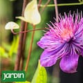 La planta que convierte una pared común en una cascada de flores y tiene un revival inesperado