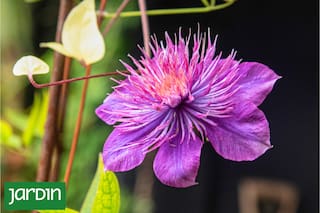 La planta que convierte una pared común en una cascada de flores y tiene un revival inesperado