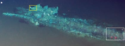 Durante inmersiones a 5610 metros de profundidad, se registró la caída de una ballena minke de 3 metros de largo