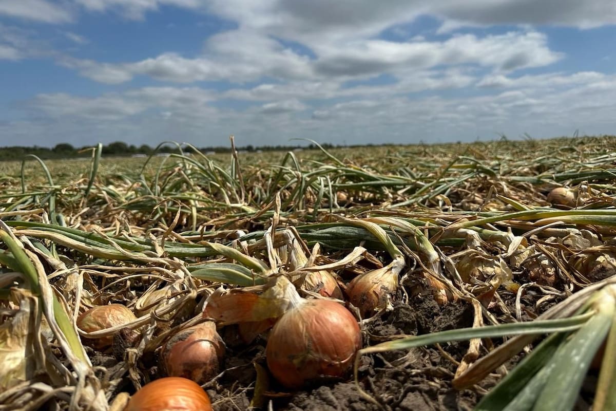 Durante la actual temporada existen alrededor de 8000 hectáreas de cebolla implantadas en la provincia, localizadas en su mayoría en el Valle Inferior, el Valle de Conesa y el Valle Medio