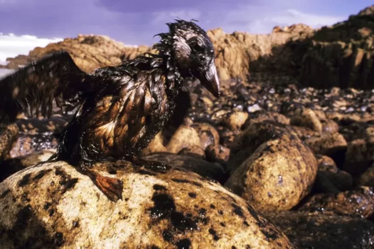 Durante la catástrofe se recogieron unas 23.000 aves, de las cuales sólo un 10% se pudieron soltar después