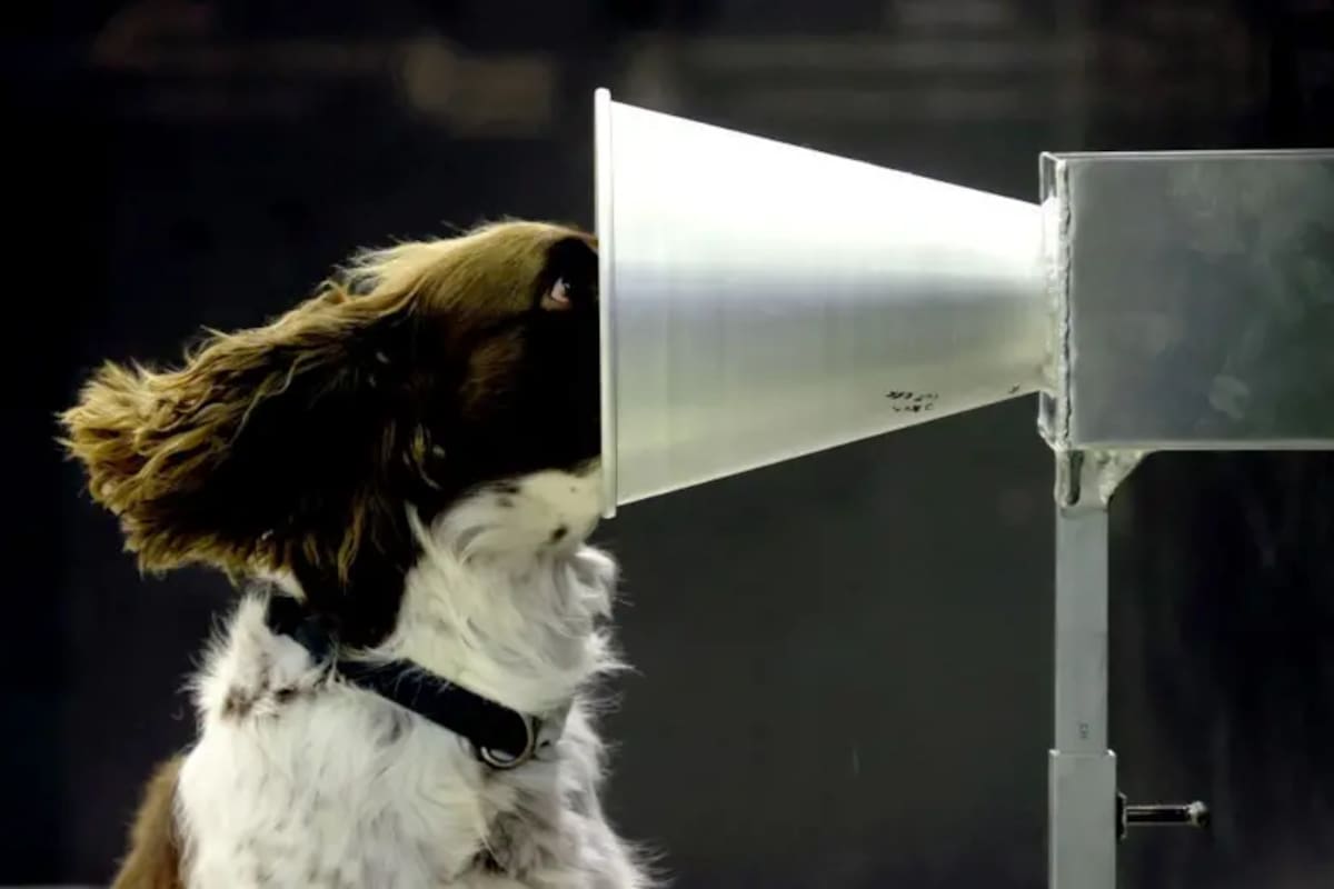 Durante la epidemia de covid, hubo una iniciativa internacional de investigación destinada a entrenar perros detectores, y Floki fue uno de los participantes australianos