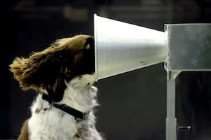 Durante la epidemia de covid, hubo una iniciativa internacional de investigación destinada a entrenar perros detectores, y Floki fue uno de los participantes australianos