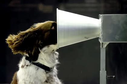 Durante la epidemia de covid, hubo una iniciativa internacional de investigación destinada a entrenar perros detectores, y Floki fue uno de los participantes australianos