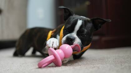 Durante la época de Navidad crecen las estafas virtuales por la venta de cachorros en Estados Unidos