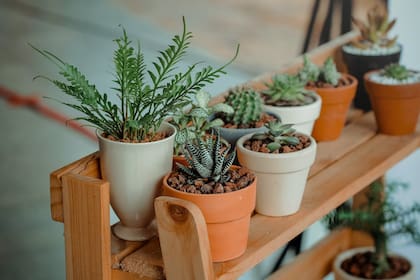 Durante la etapa de crecimiento y de floración, las plantas deben abonarse cada 6 o 7 días Foto Pexels)