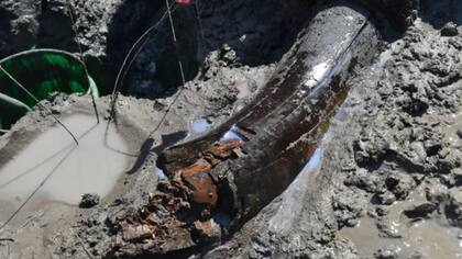 Durante la excavación se recuperaron otros fosiles importantes de mastodonte
