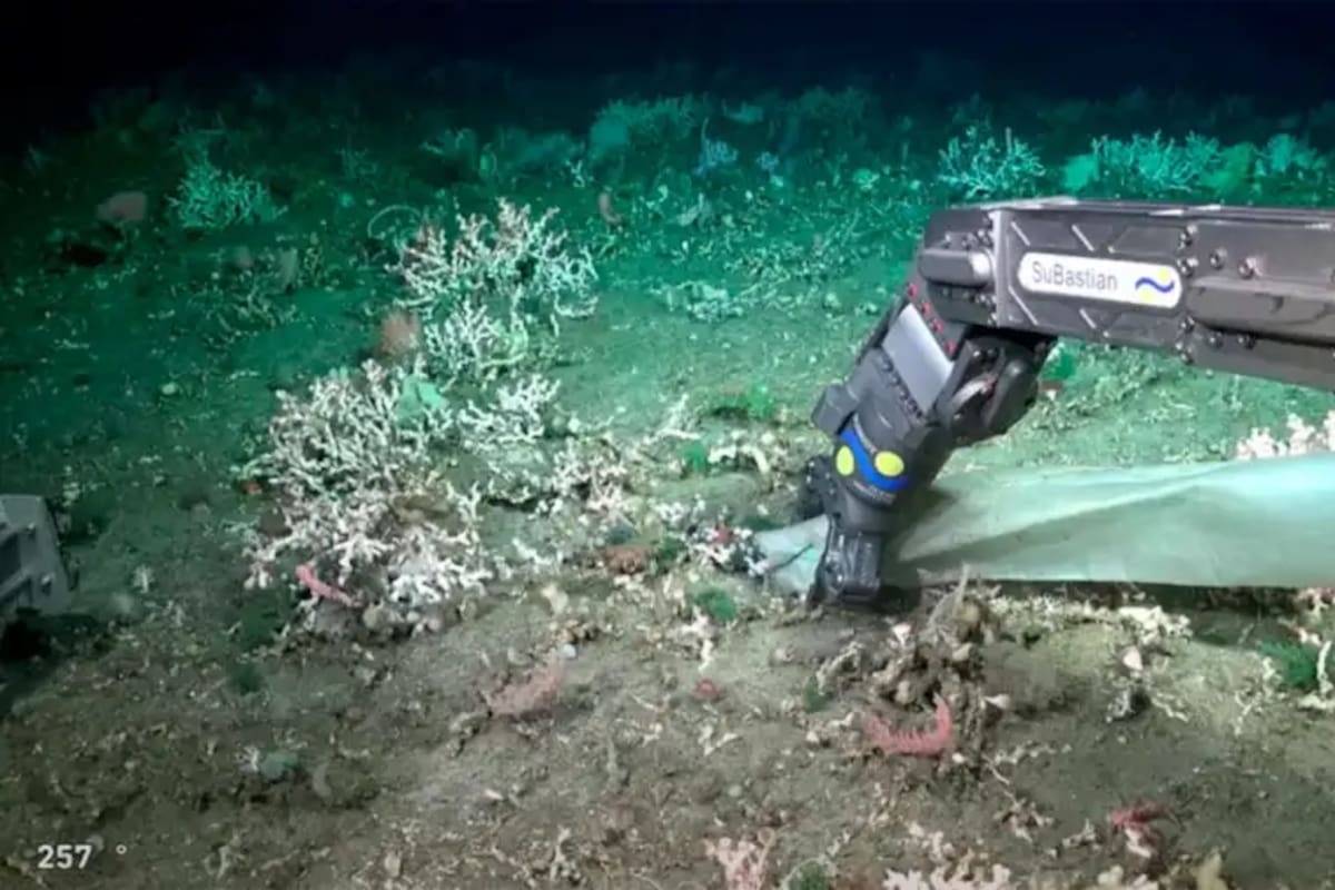 Durante la expedición se hallaron bolsas de plástico en el fondo del mar