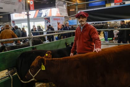 Durante la Exposición Rural de Palermo sacó una mención con una ternera negra, un quinto premio con un ternero negro y un cuarto premio con el colorado