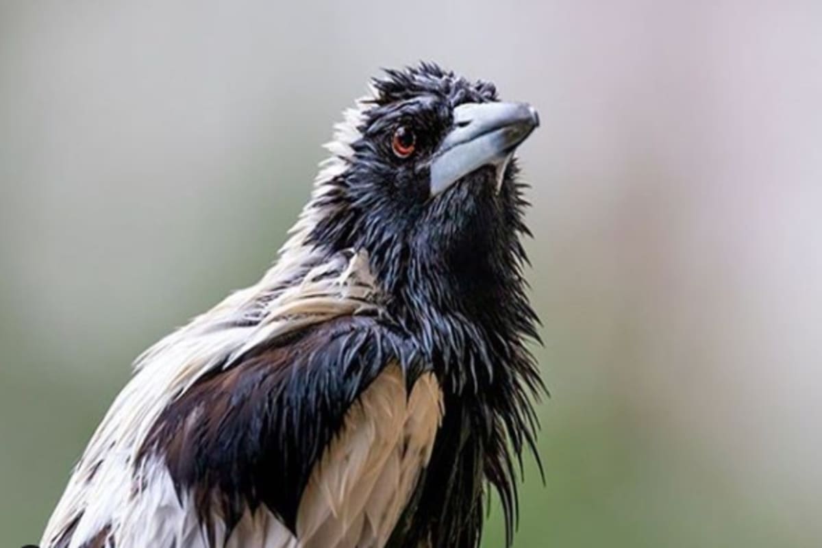 Durante la primavera australiana, las urracas tienen a sus crías. Es un período en el que se transforman en peligrosas aves dispuestas a atacar a cualquiera que se acerque demasiado a sus nidos. Fue lo que le sucedió en directo a un periodista de Melbourne
