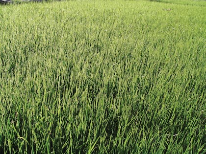 Durante la resiembra de otoño e invierno es importante aplicar fertilizantes con fósforo, ya que funcionan como arrancadores