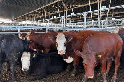 Durante la semana se comercializaron 29.909 vacunos en el Mercado Agroganadero de Cañuelas