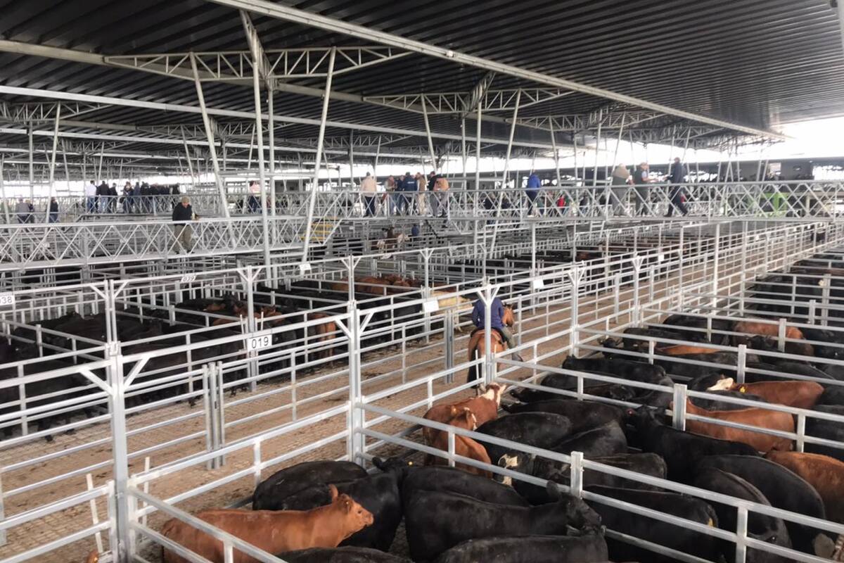 Durante la semana se comercializaron en el mercado de Cañuelas 21.556 vacunos