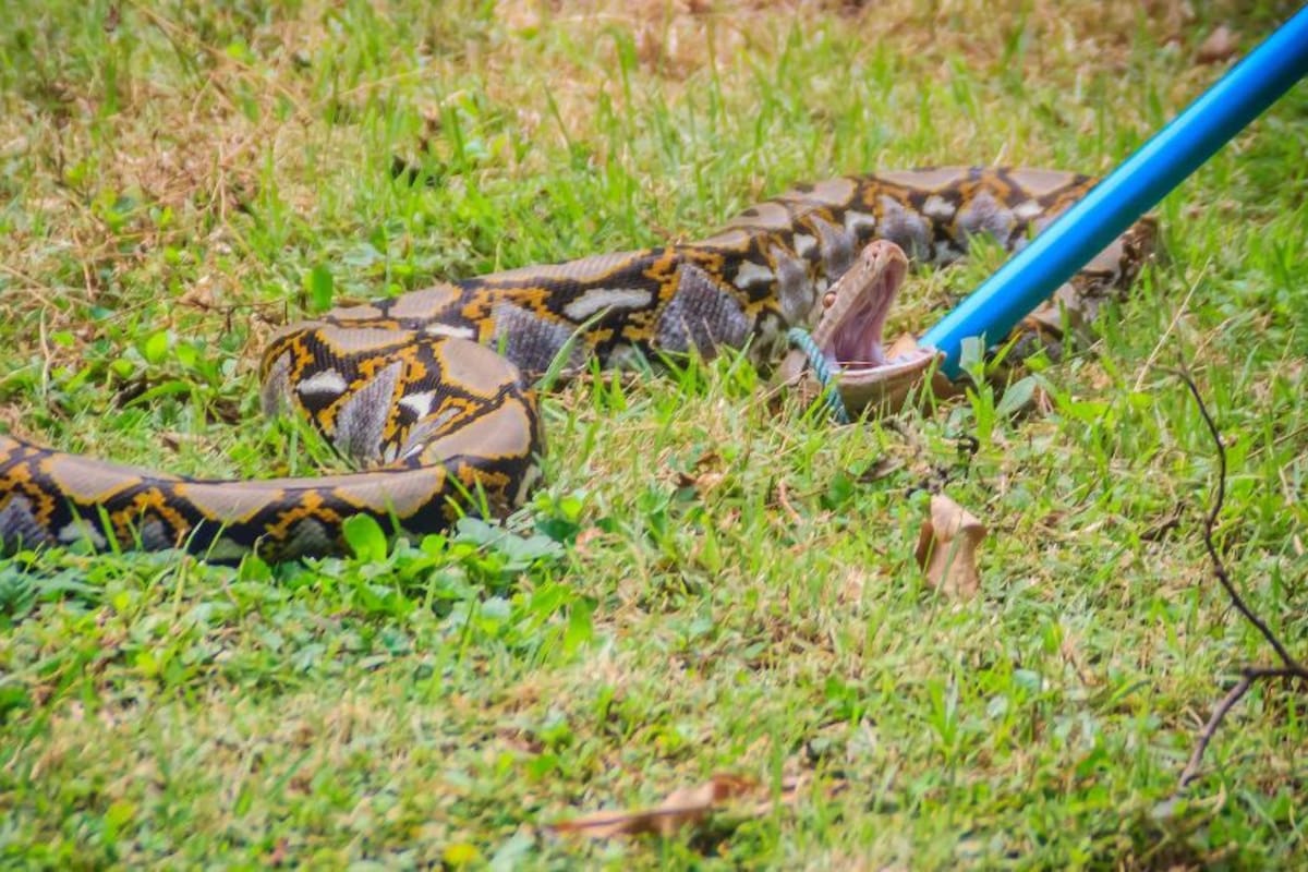 Durante la temporada de serpientes, estos animales ponen huevos en lugares como madrigueras y cuevas