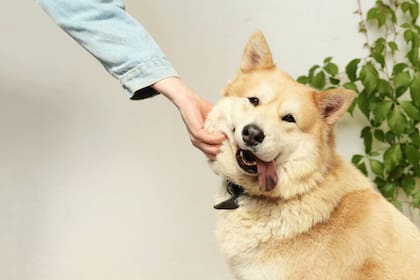 Durante las horas de ausencia de sus tutores, muchos animales experimentan una incapacidad crónica para gestionar la soledad