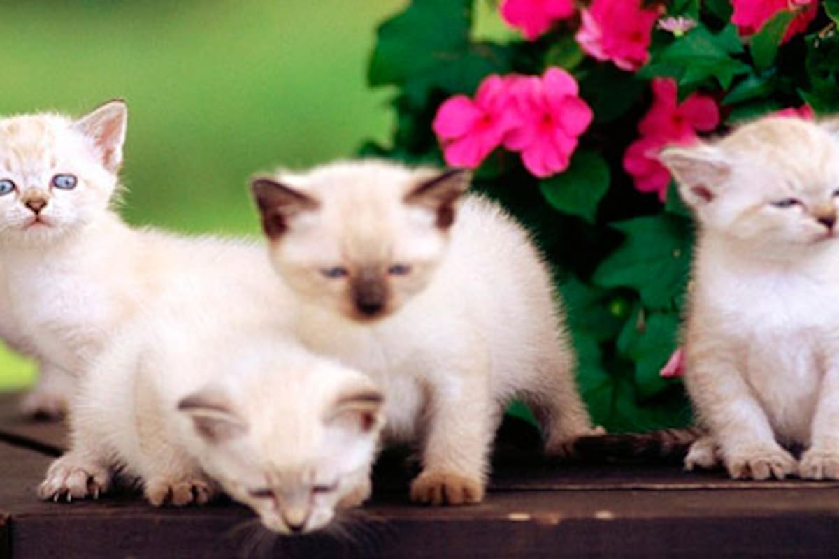 Durante las primeras semanas, los gatitos bebés sin madre deben recibir leche maternizada