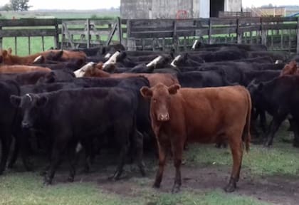 Durante los cinco años previos a 2019 el peso promedio de la res para el primer cuatrimestre fue de 223,8 kg; y de 226,8 kg en los 5 posteriores