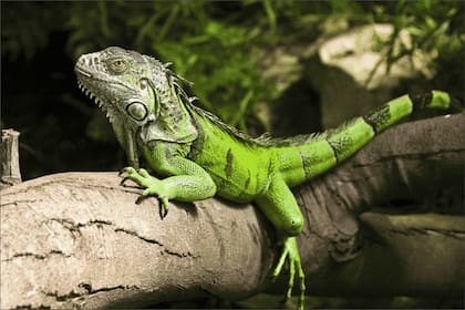 Durante los días habilitados por la agencia, se eliminaron 5195 iguanas verdes congeladas de los ecosistemas de Florida
